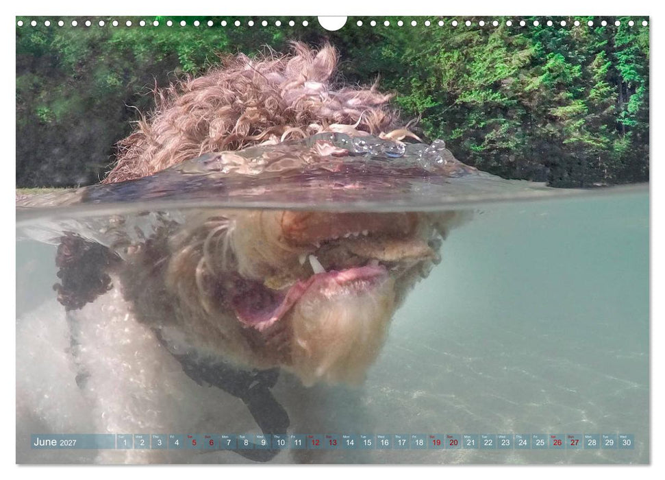 Lagotto Romagnolo Splash Edition (CALVENDO Monthly Calendar 2027)