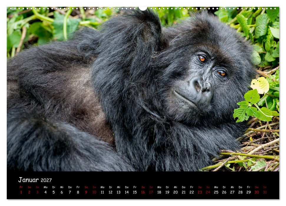 Berggorillas: die bedrohten Riesen (CALVENDO Wandkalender 2027)