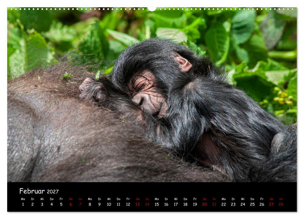 Berggorillas: die bedrohten Riesen (CALVENDO Wandkalender 2027)