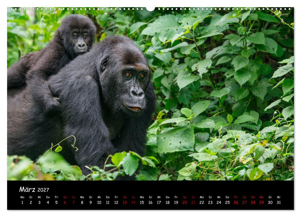 Berggorillas: die bedrohten Riesen (CALVENDO Wandkalender 2027)