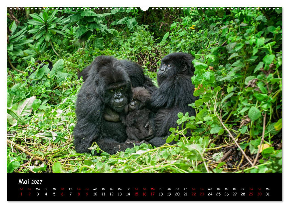 Berggorillas: die bedrohten Riesen (CALVENDO Wandkalender 2027)