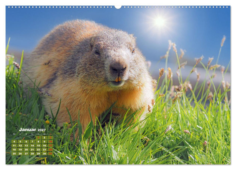 Großglockner, Alpen, Murmeltiere & mehr by VogtArt (CALVENDO Wandkalender 2027)