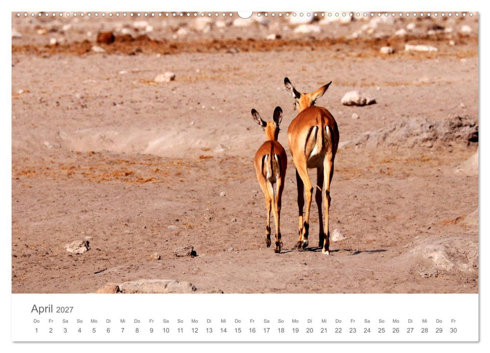 Sehnsucht Afrika - Faszinierende Tierwelt im südlichen Afrika (CALVENDO Premium Wandkalender 2027)