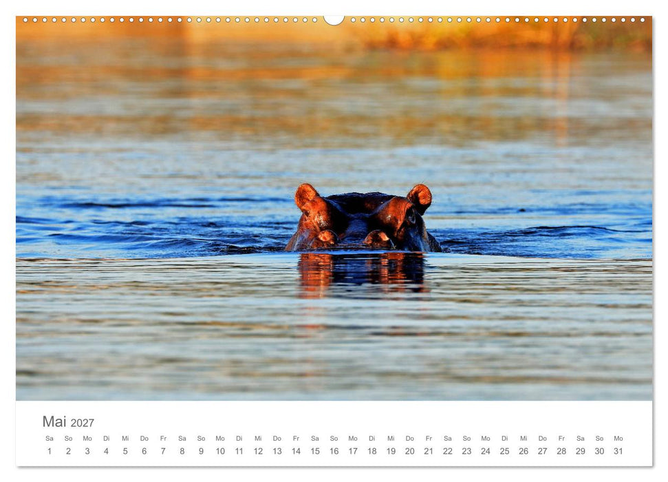 Sehnsucht Afrika - Faszinierende Tierwelt im südlichen Afrika (CALVENDO Premium Wandkalender 2027)