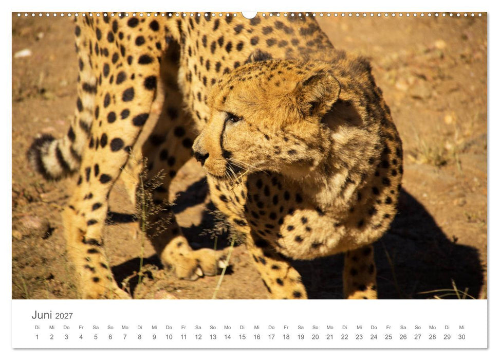 Sehnsucht Afrika - Faszinierende Tierwelt im südlichen Afrika (CALVENDO Premium Wandkalender 2027)