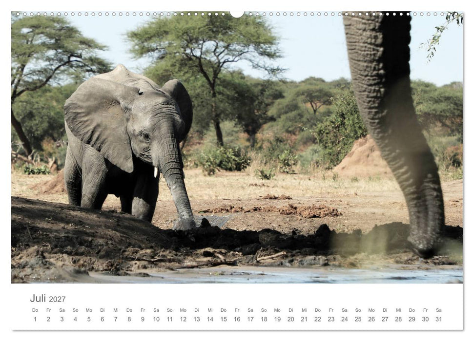 Sehnsucht Afrika - Faszinierende Tierwelt im südlichen Afrika (CALVENDO Premium Wandkalender 2027)