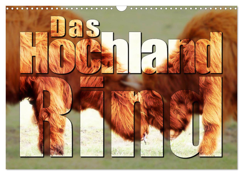 Das Hochlandrind (CALVENDO Wandkalender 2027)