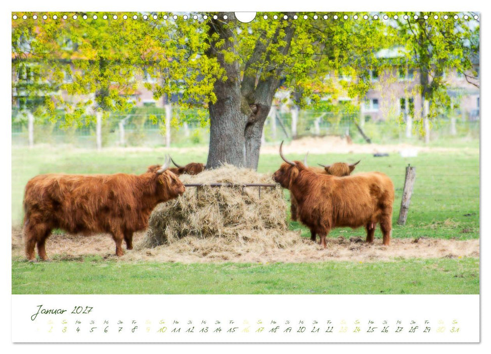 Das Hochlandrind (CALVENDO Wandkalender 2027)