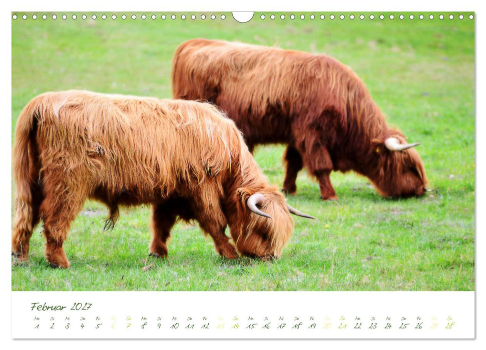 Das Hochlandrind (CALVENDO Wandkalender 2027)