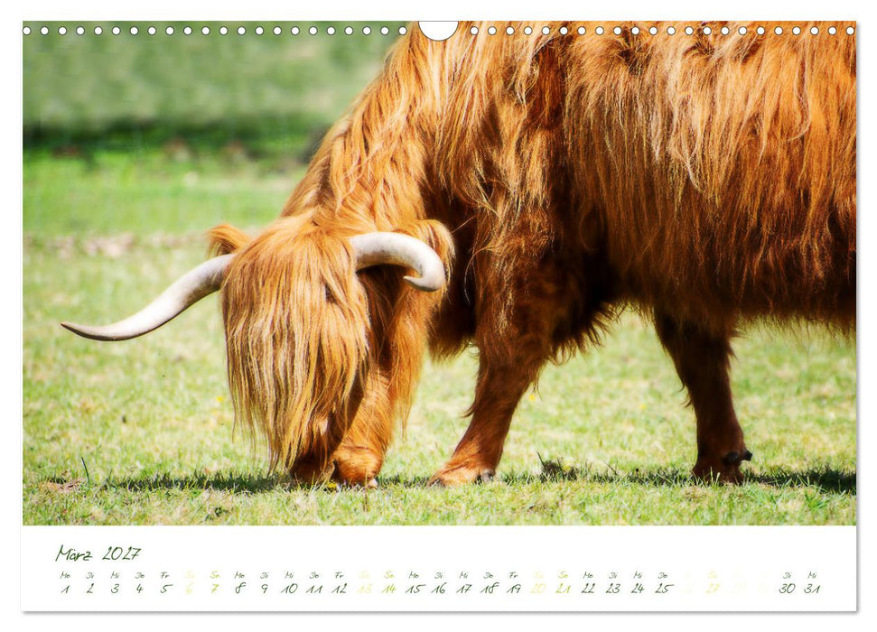 Das Hochlandrind (CALVENDO Wandkalender 2027)