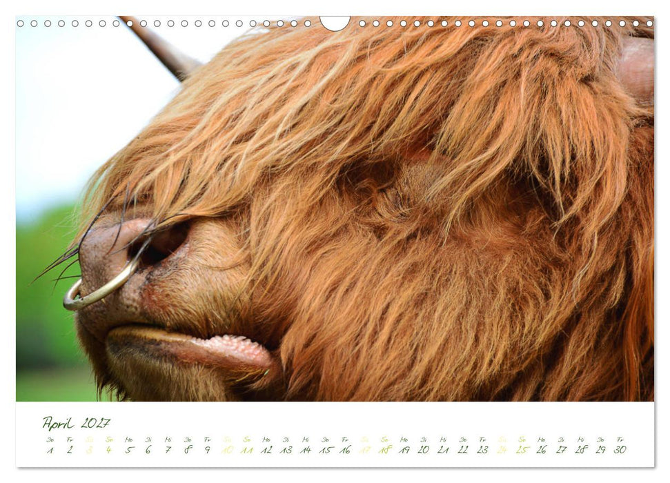 Das Hochlandrind (CALVENDO Wandkalender 2027)