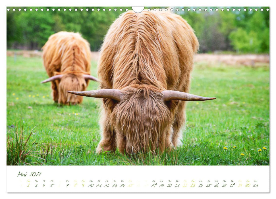 Das Hochlandrind (CALVENDO Wandkalender 2027)