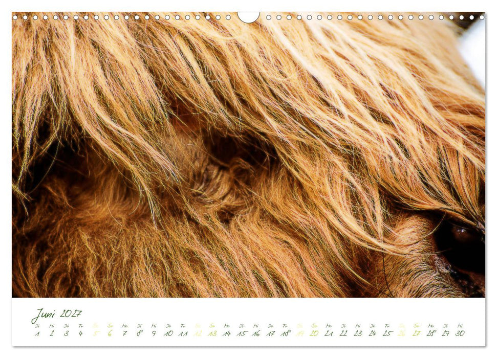 Das Hochlandrind (CALVENDO Wandkalender 2027)