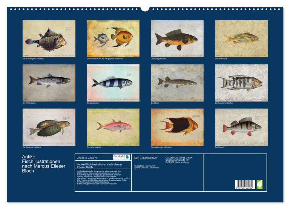 Antike Fischillustrationen nach Marcus Elieser Bloch (CALVENDO Wandkalender 2027)