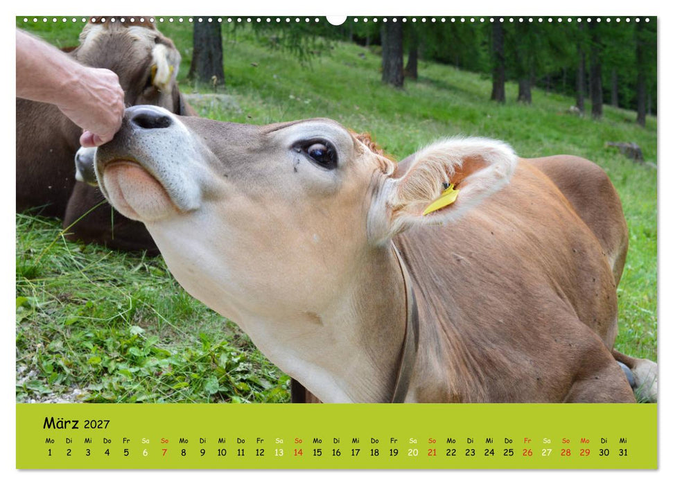 Kühe - Schönheiten der Alpen (CALVENDO Premium Wandkalender 2027)