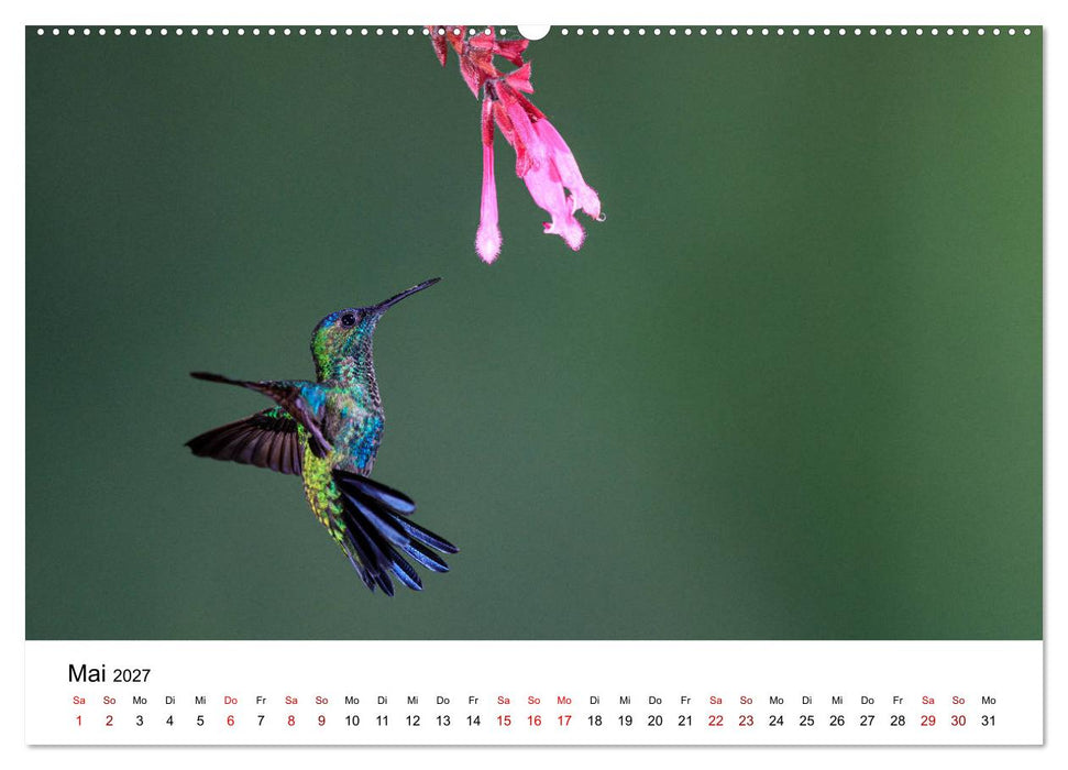 Kolibris - Flugkünstler im Regenwald (CALVENDO Wandkalender 2027)