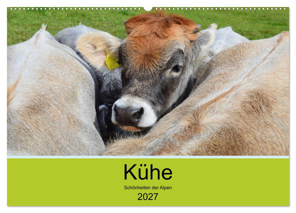 Kühe - Schönheiten der Alpen (CALVENDO Wandkalender 2027)