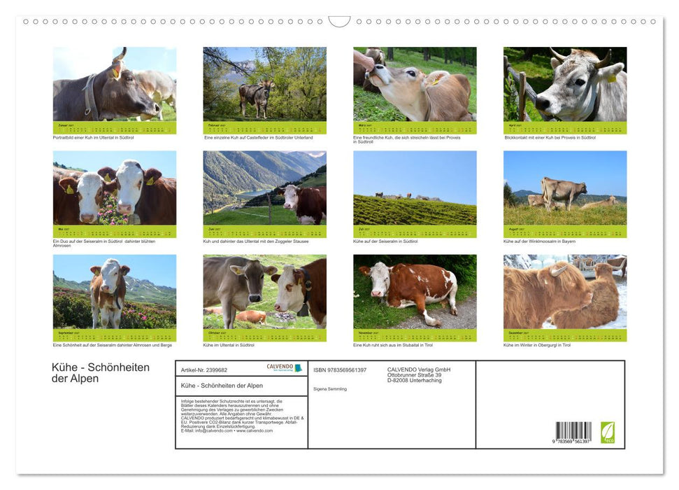 Kühe - Schönheiten der Alpen (CALVENDO Wandkalender 2027)