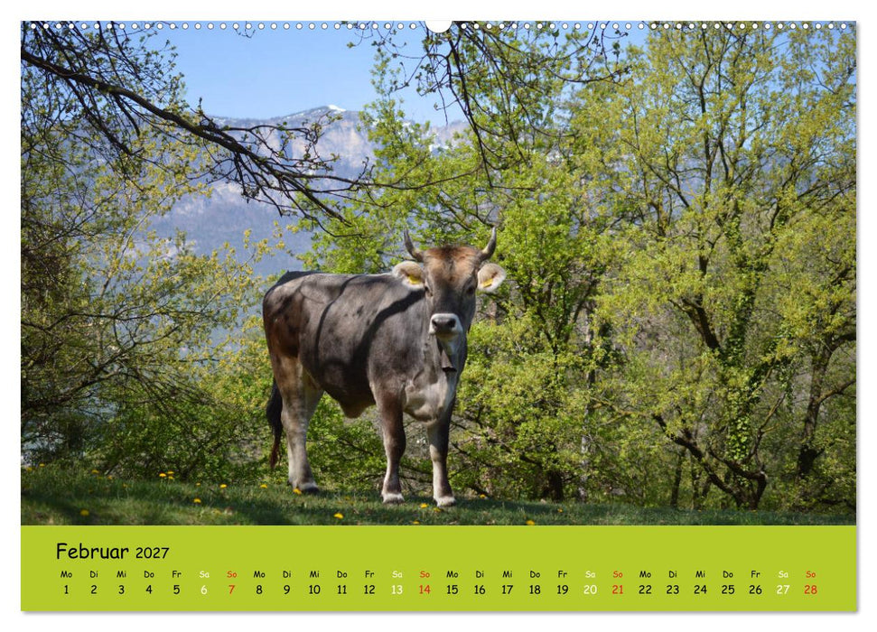 Kühe - Schönheiten der Alpen (CALVENDO Wandkalender 2027)