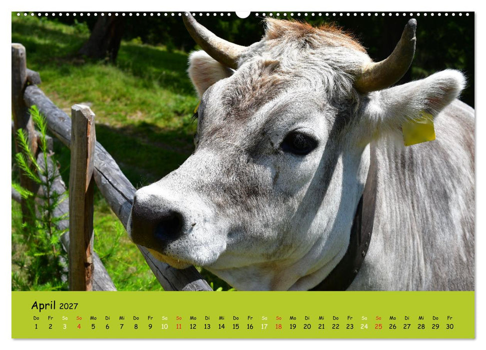Kühe - Schönheiten der Alpen (CALVENDO Wandkalender 2027)