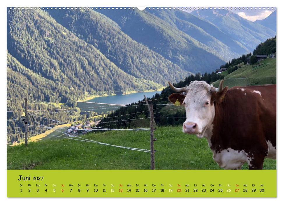 Kühe - Schönheiten der Alpen (CALVENDO Wandkalender 2027)