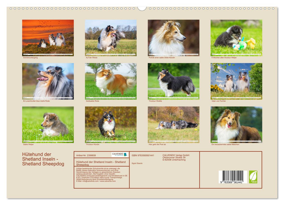 Hütehund der Shetland Inseln - Shetland Sheepdog (CALVENDO Wandkalender 2027)