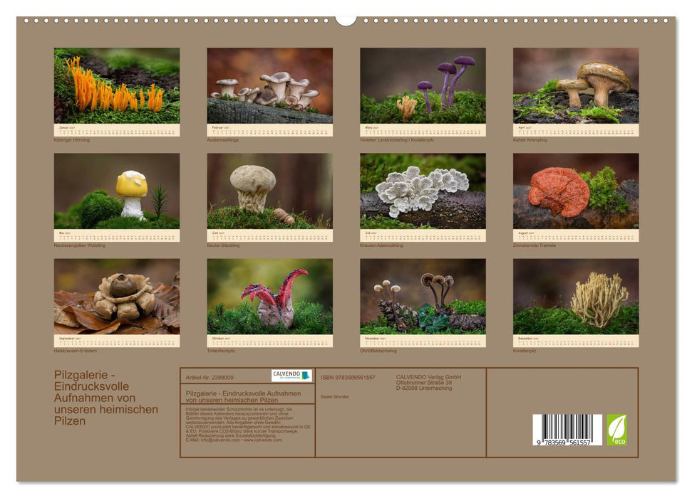Pilzgalerie - Eindrucksvolle Aufnahmen von unseren heimischen Pilzen (CALVENDO Premium Wandkalender 2027)