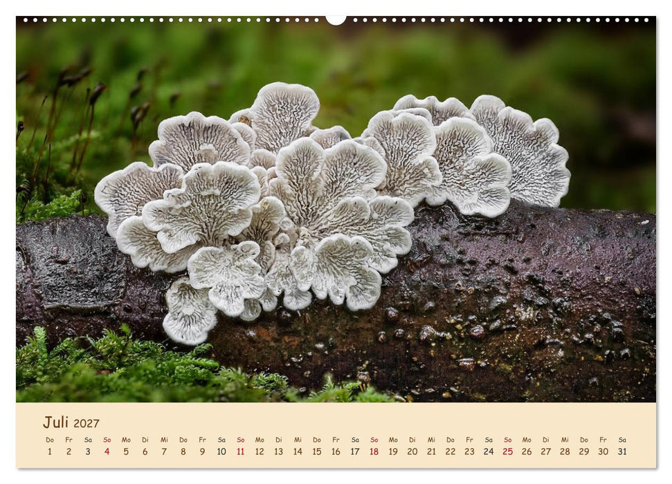 Pilzgalerie - Eindrucksvolle Aufnahmen von unseren heimischen Pilzen (CALVENDO Premium Wandkalender 2027)