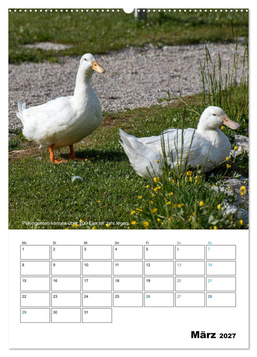 Liebenswerte Landtiere (CALVENDO Wandkalender 2027)