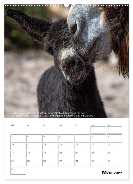 Liebenswerte Landtiere (CALVENDO Wandkalender 2027)
