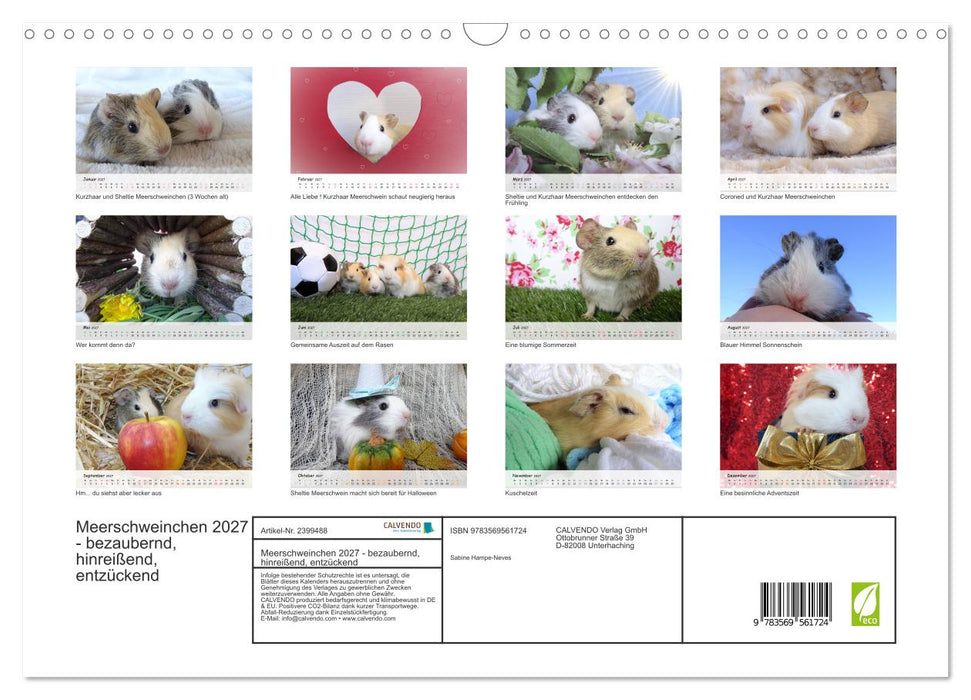 Meerschweinchen 2027 - bezaubernd, hinreißend, entzückend (CALVENDO Wandkalender 2027)