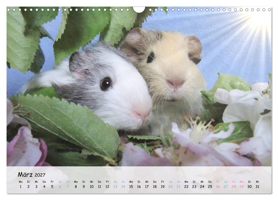 Meerschweinchen 2027 - bezaubernd, hinreißend, entzückend (CALVENDO Wandkalender 2027)