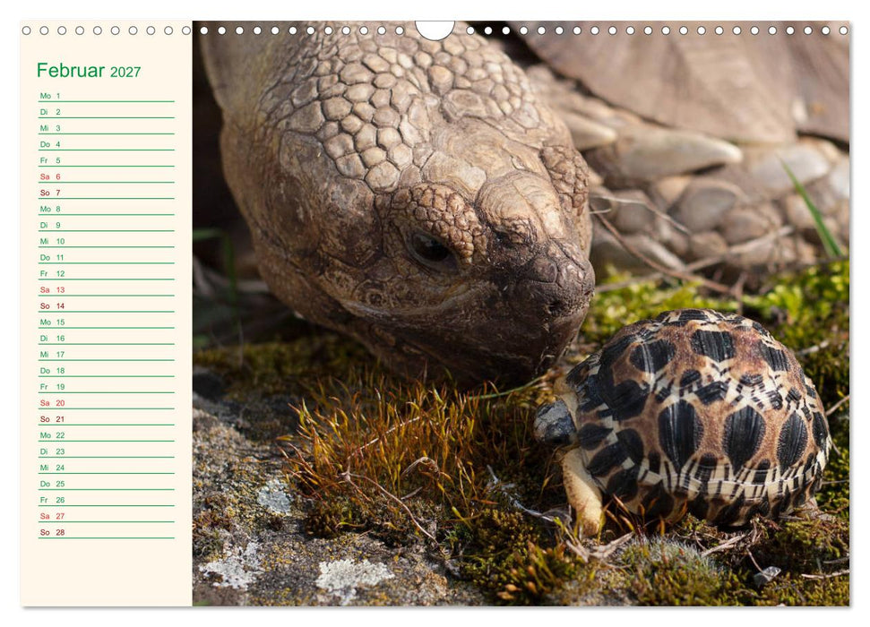 Meine Schildkröten - Geburtstagskalender (CALVENDO Wandkalender 2027)