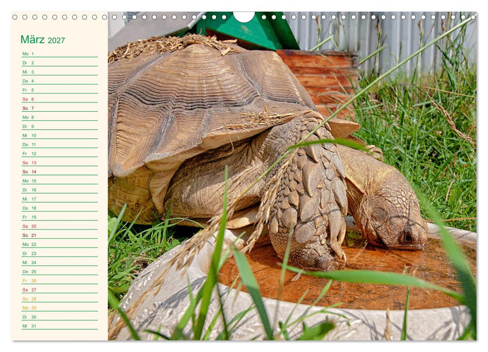 Meine Schildkröten - Geburtstagskalender (CALVENDO Wandkalender 2027)