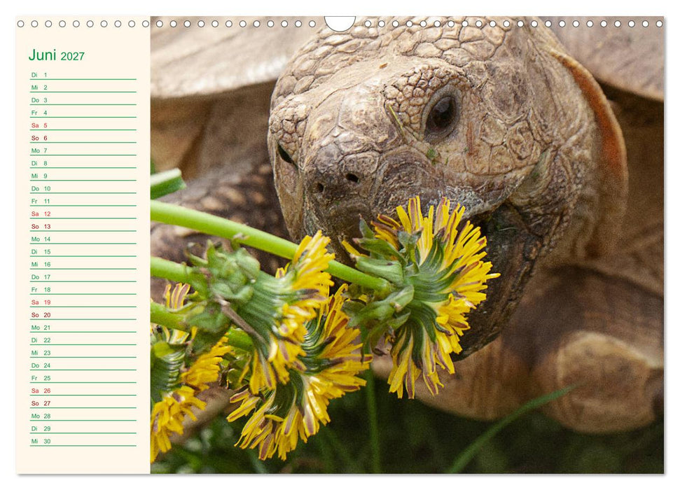 Meine Schildkröten - Geburtstagskalender (CALVENDO Wandkalender 2027)