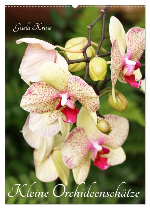 Kleine Orchideenschätze (CALVENDO Wandkalender 2027)
