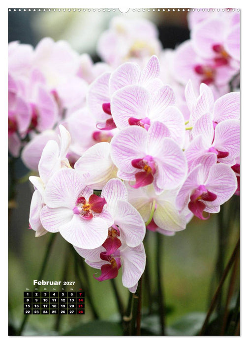 Kleine Orchideenschätze (CALVENDO Wandkalender 2027)
