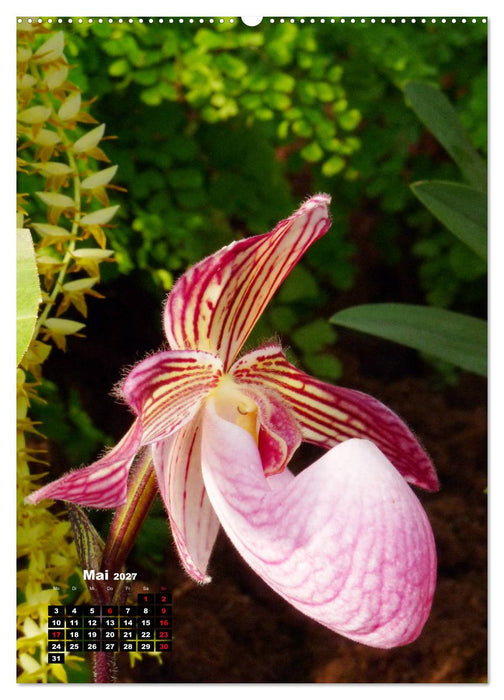 Kleine Orchideenschätze (CALVENDO Wandkalender 2027)