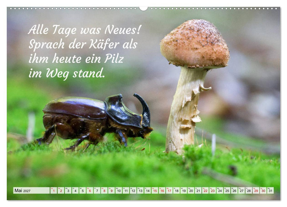 Junge, was hast du`s eilig (CALVENDO Wandkalender 2027)