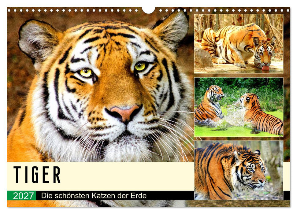 Tiger. Die schönsten Katzen der Erde (CALVENDO Wandkalender 2027)