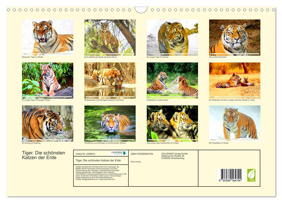 Tiger. Die schönsten Katzen der Erde (CALVENDO Wandkalender 2027)