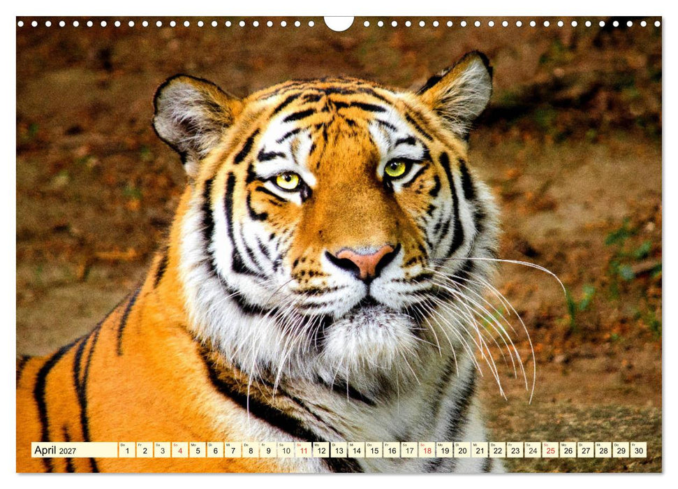 Tiger. Die schönsten Katzen der Erde (CALVENDO Wandkalender 2027)