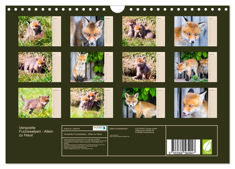 Verspielte Fuchswelpen - Allein zu Haus' (CALVENDO Wandkalender 2027)