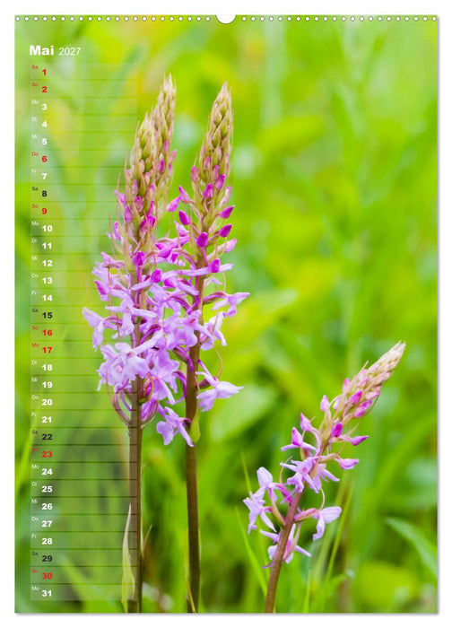 Auf der Suche nach Orchideen in Deutschland (CALVENDO Wandkalender 2027)