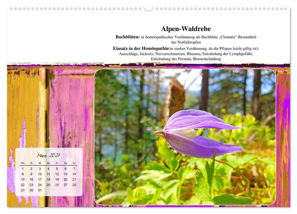 Gesundheit vor deiner Haustüre - Heilpflanzen am Alpenrand - Wirkung, Anwendungsbereiche und Teezubereitung (CALVENDO Wandkalender 2027)