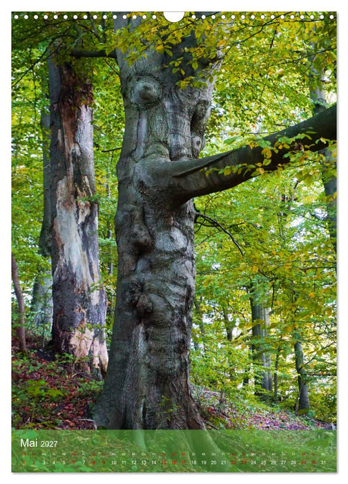 Baumseelen (CALVENDO Wandkalender 2027)