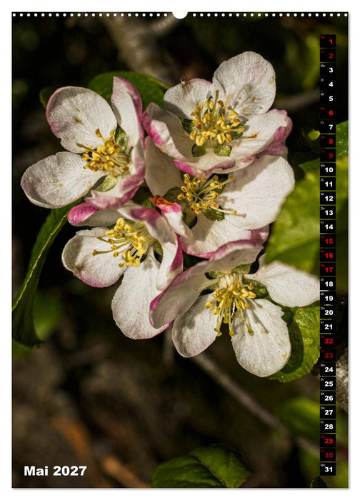 Bäume anders gesehen (CALVENDO Premium Wandkalender 2027)