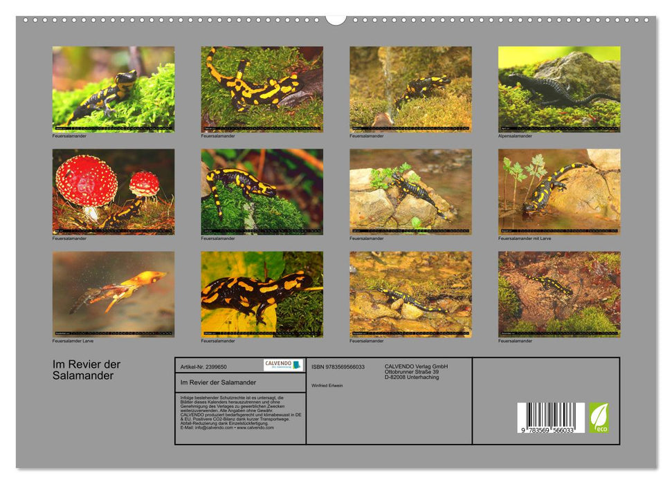 Im Revier der Salamander (CALVENDO Premium Wandkalender 2027)