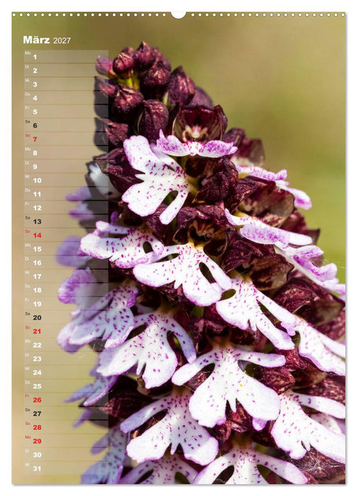 Auf der Suche nach Orchideen in Deutschland (CALVENDO Premium Wandkalender 2027)