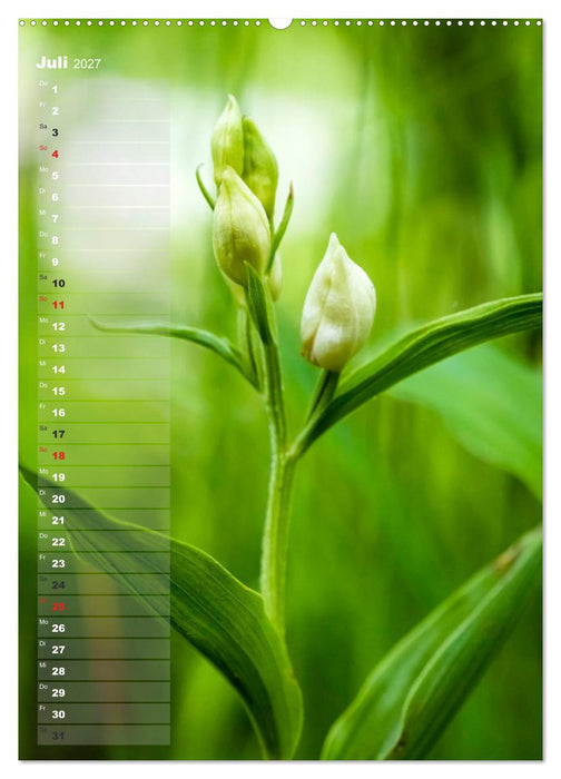 Auf der Suche nach Orchideen in Deutschland (CALVENDO Premium Wandkalender 2027)